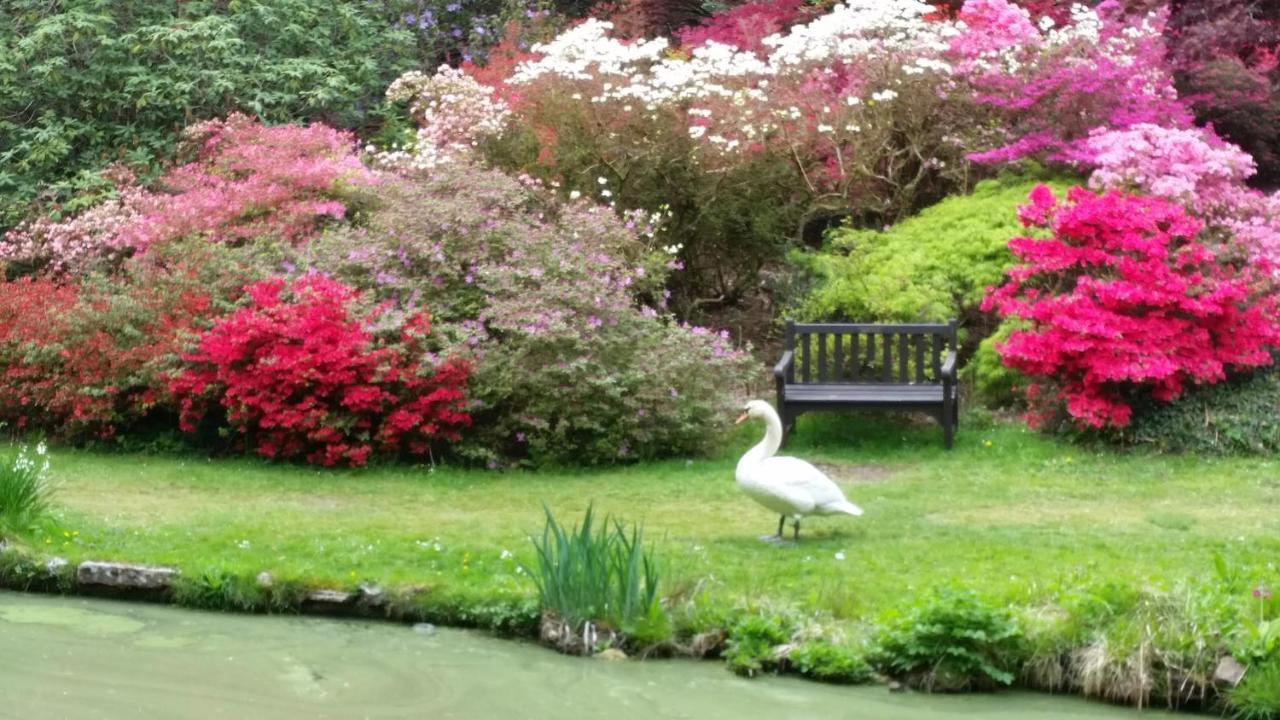 Whitemoor House B&B ลินด์เฮิร์สต์ ภายนอก รูปภาพ