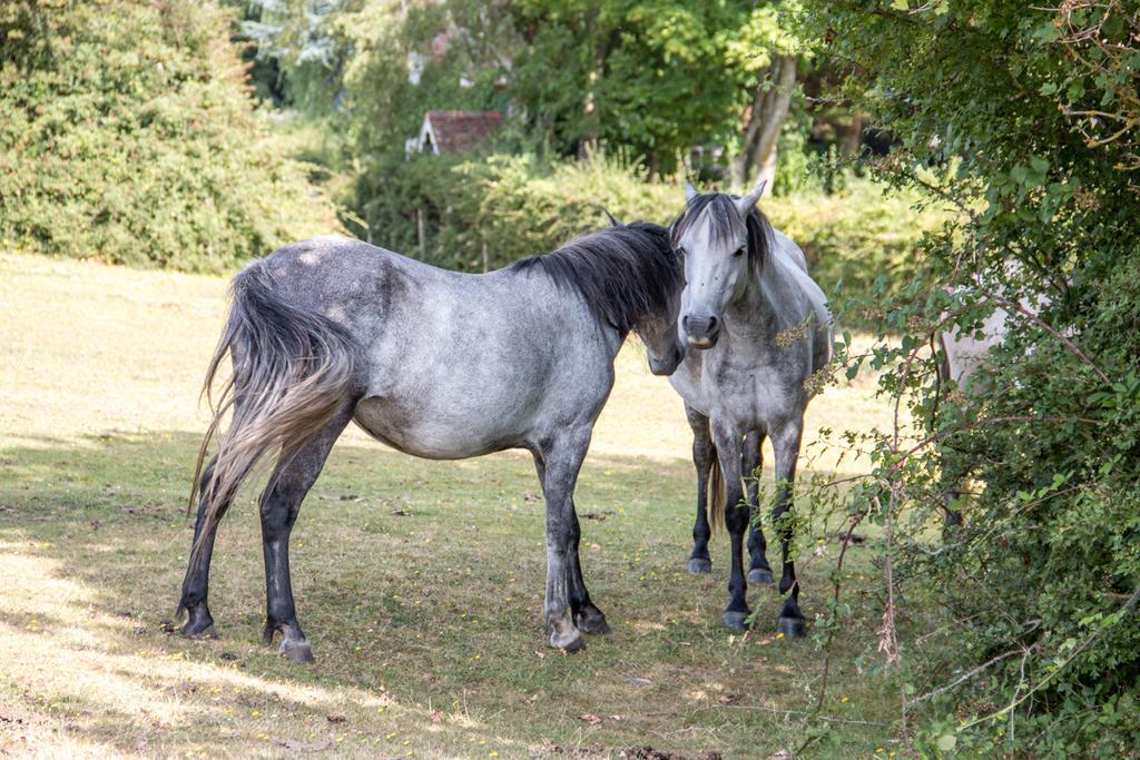 Whitemoor House B&B ลินด์เฮิร์สต์ ภายนอก รูปภาพ