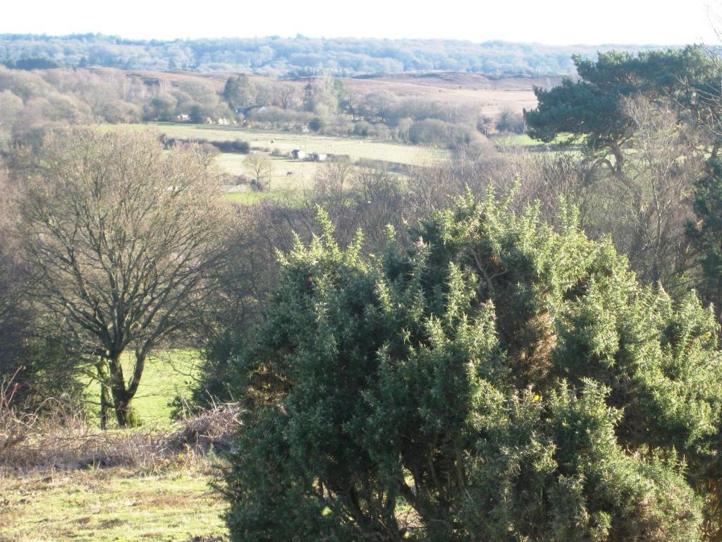 Whitemoor House B&B ลินด์เฮิร์สต์ ภายนอก รูปภาพ