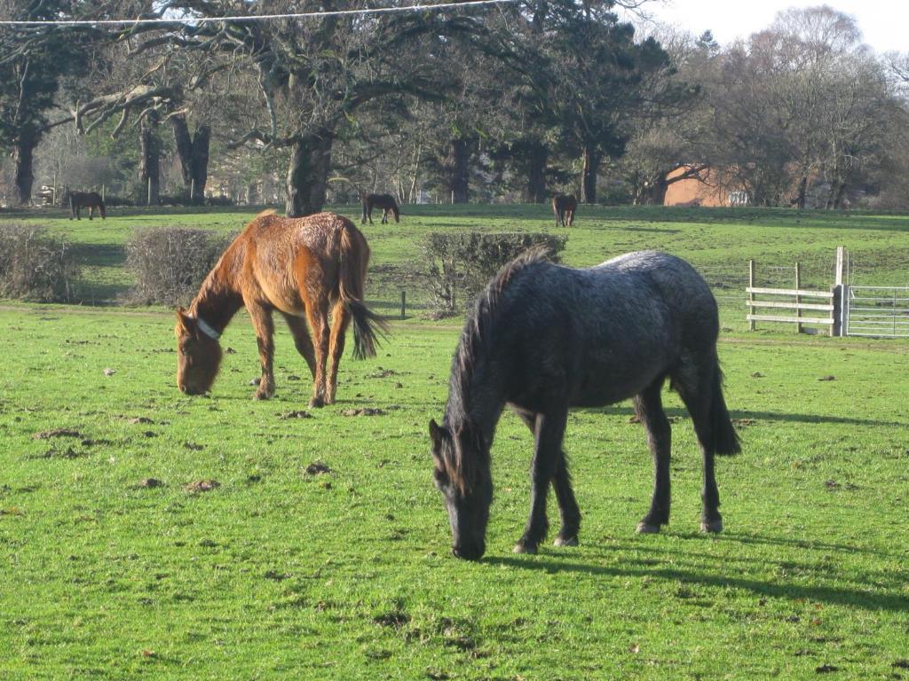 Whitemoor House B&B ลินด์เฮิร์สต์ ภายนอก รูปภาพ