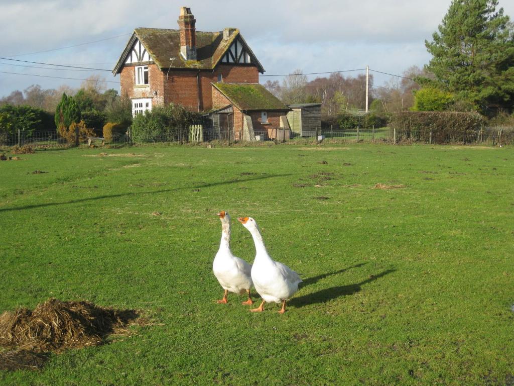 Whitemoor House B&B ลินด์เฮิร์สต์ ภายนอก รูปภาพ